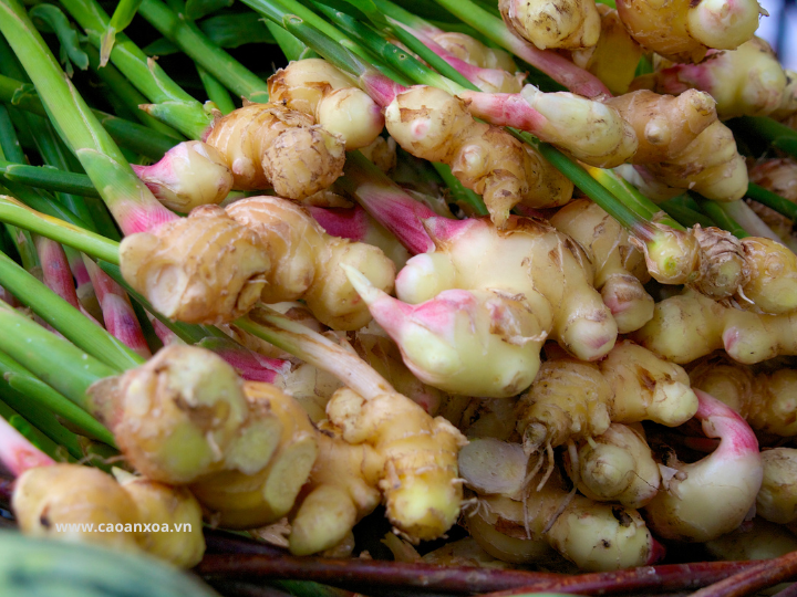 Gừng có tác dụng chống oxy hóa, bảo vệ tế bào thần kinh, cải thiện lưu thông máu